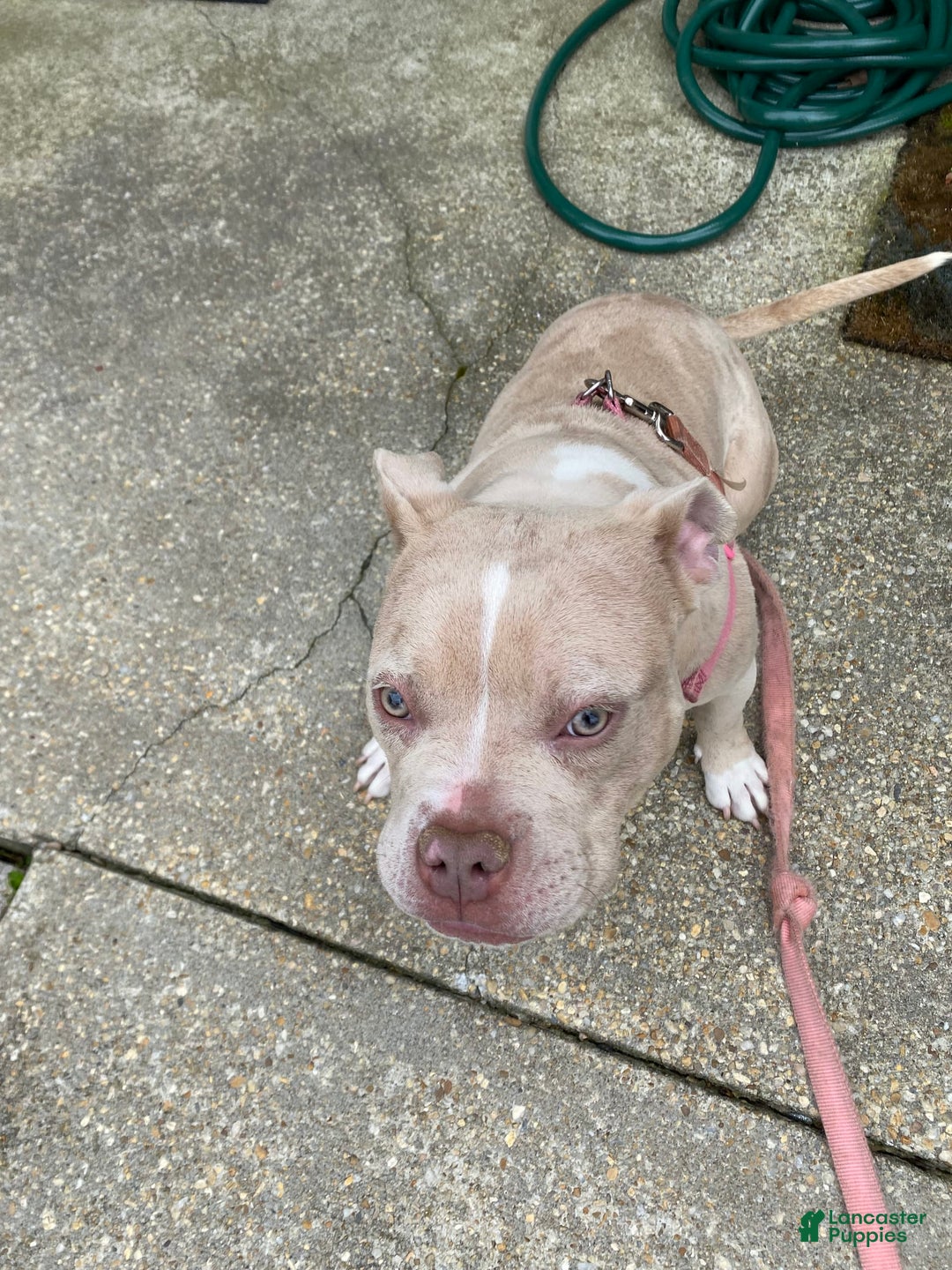American Bully dogs for sale: Cleo - Image 5