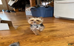 Yorkshire Terrier dogs for sale: Jacob - Image 8