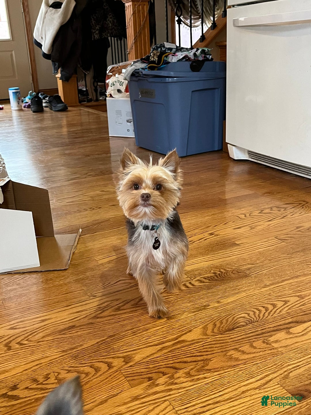 Yorkshire Terrier dogs for sale: Jacob - Image 8