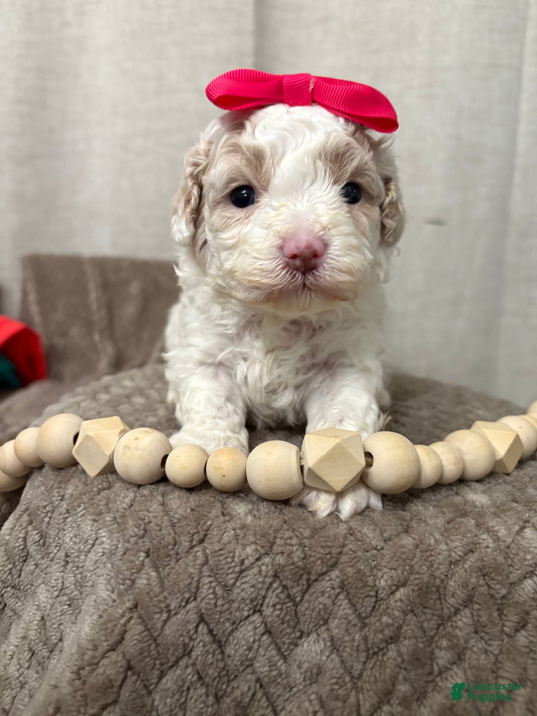Cavapoo dogs for sale: Cannoli - Image 1