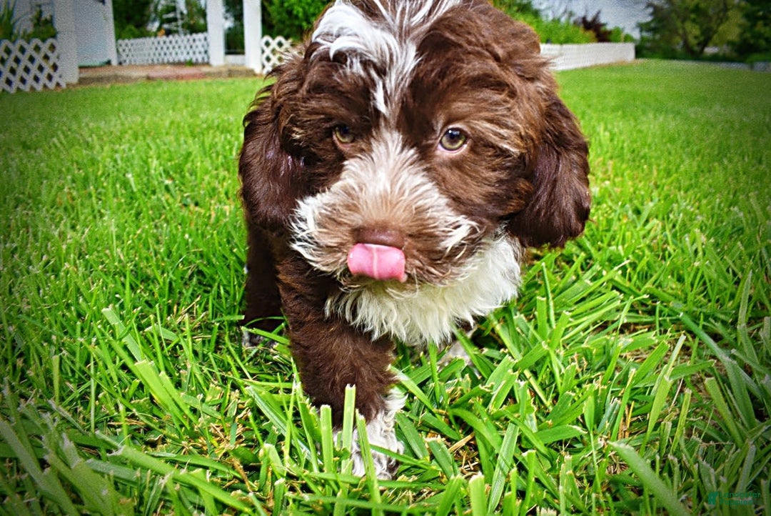 Havapoo dogs for sale: Valor - Image 6