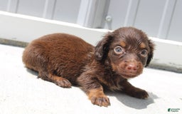 Dachshund dogs for sale: Austin Mini - Image 18