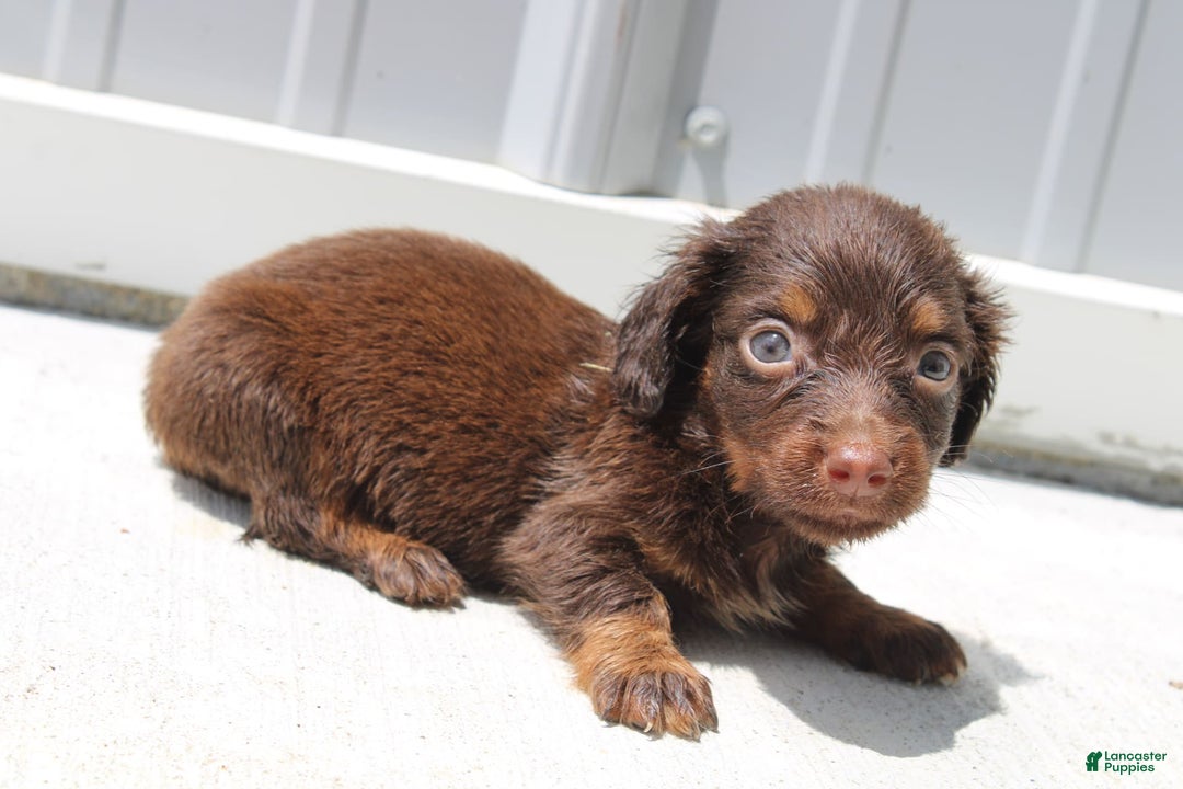 Dachshund dogs for sale: Austin Mini - Image 18