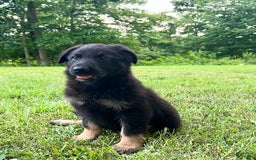 German Shepherd dogs for sale: Liberty - Image 12