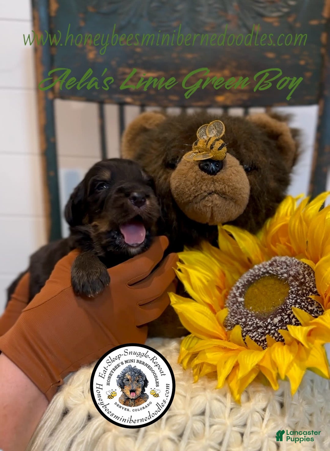 Mini Bernedoodle dogs for sale: Aelas Lime Green Boy - Image 14