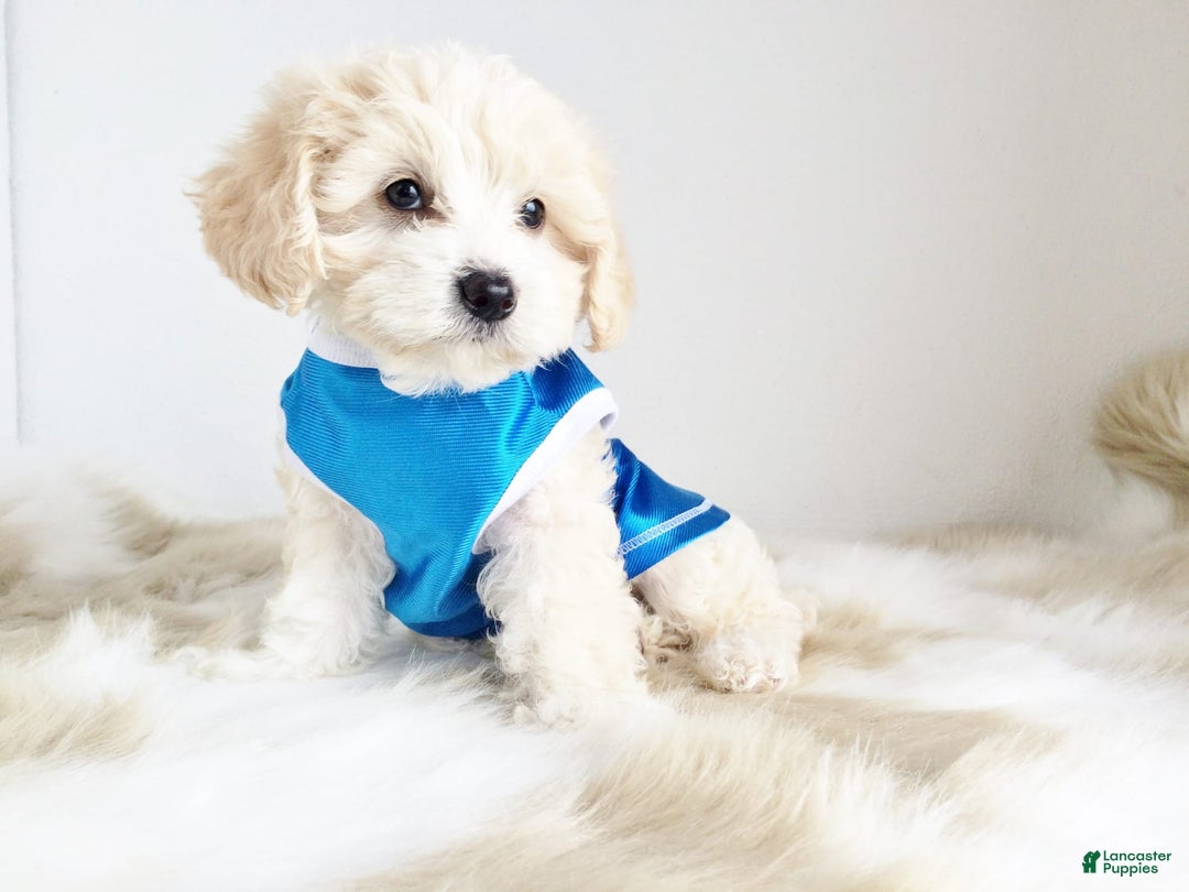 Maltipoo dogs for sale: Cookie - Image 18