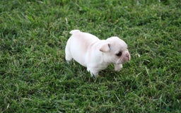 French Bulldog dogs for sale: Melanie - Image 1