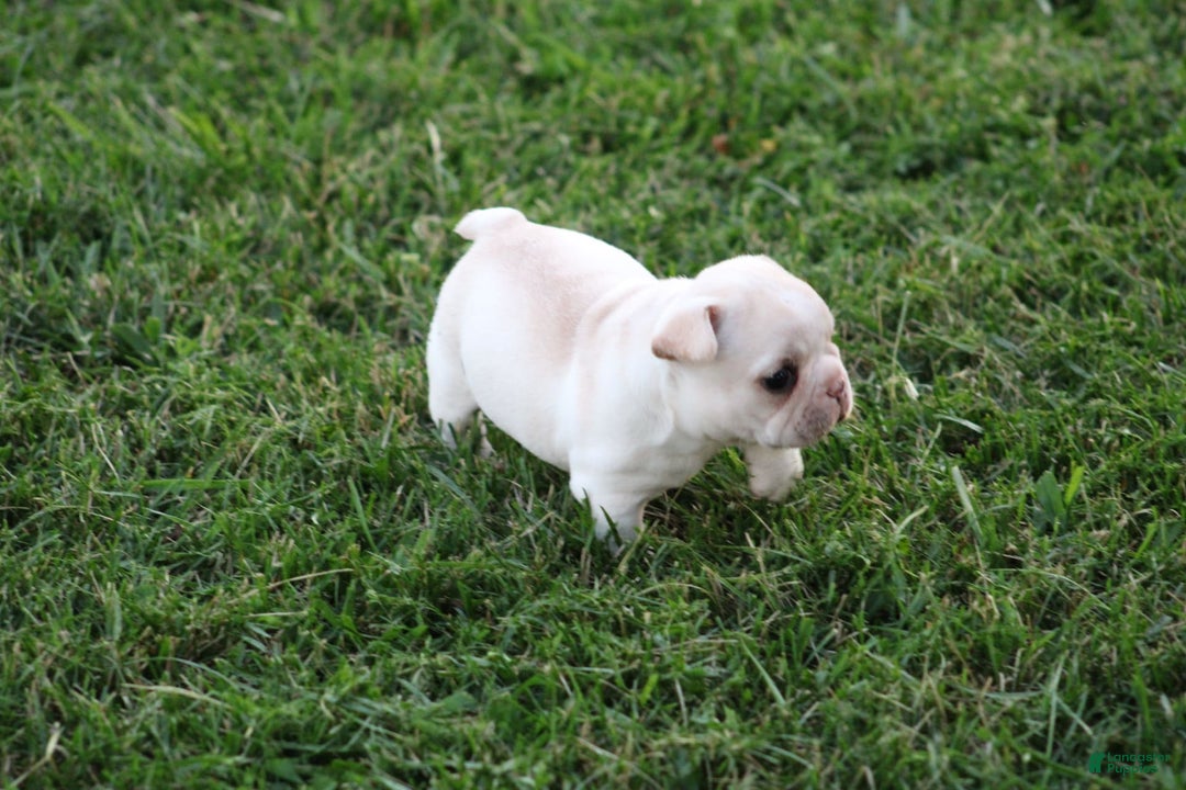 French Bulldog dogs for sale: Melanie - Image 1