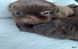 Shih Tzu dogs for sale: Impala - Image 2