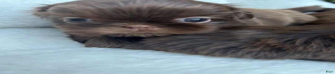 Impala