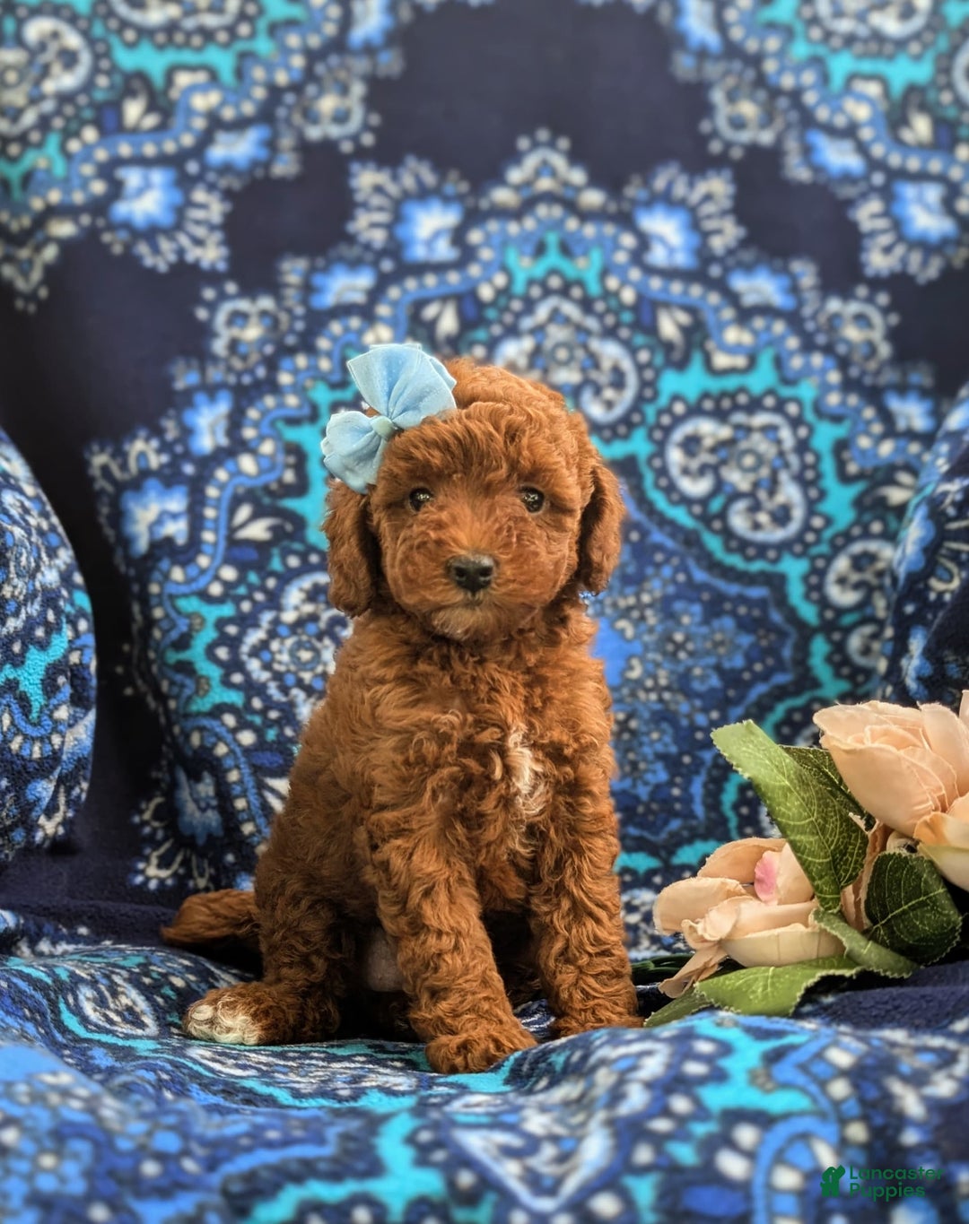 Miniature Poodle dogs for sale: Miniature Poodle 4 puppies - Image 19
