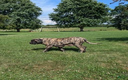 English Mastiff dogs for sale: Berkley - Image 14