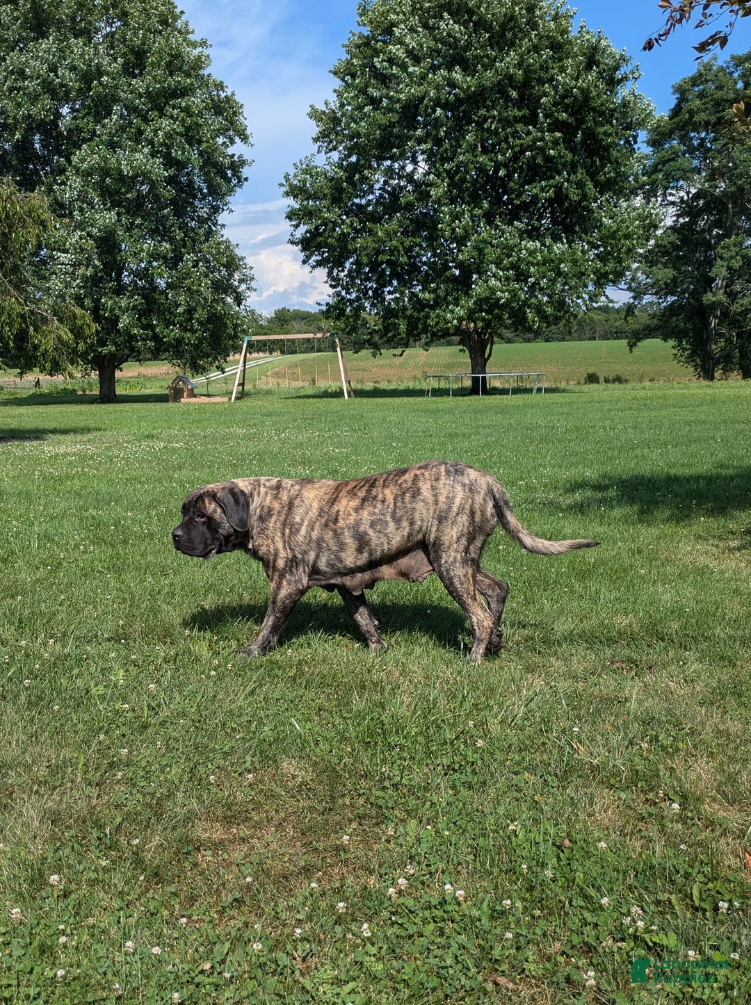 English Mastiff dogs for sale: Berkley - Image 14