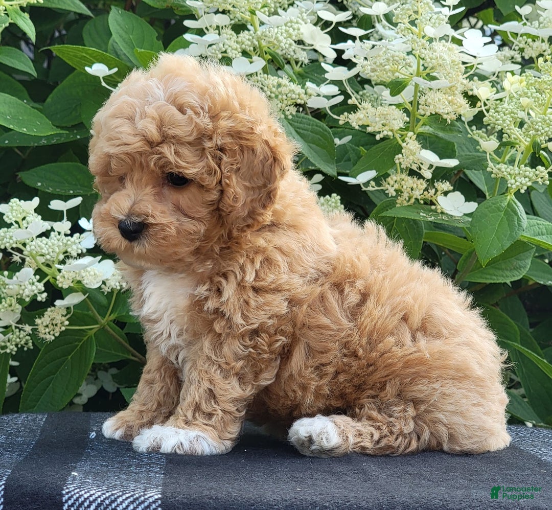 Bichpoo dogs for sale: Jake - Image 5