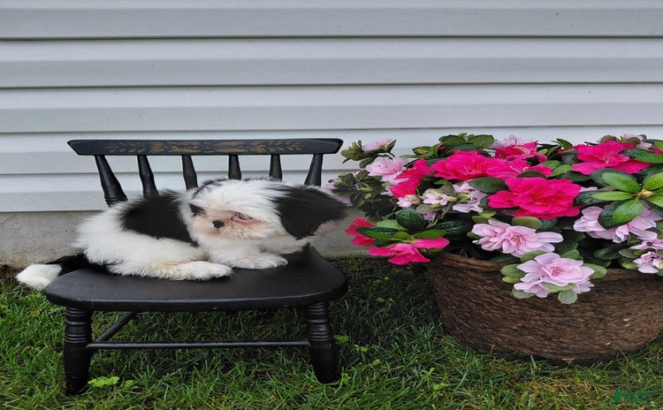 Shih Tzu dogs for sale - Ad 1