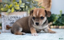 Chihuahua dogs for sale: Noggin - Image 5