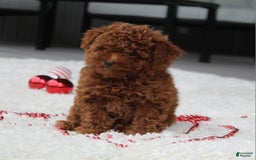 Toy Poodle dogs for sale: Eleanor - Image 15