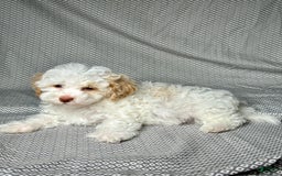 Havapoo dogs for sale: Chase - Image 5