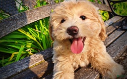 Havapoo dogs for sale: Wags - Image 21