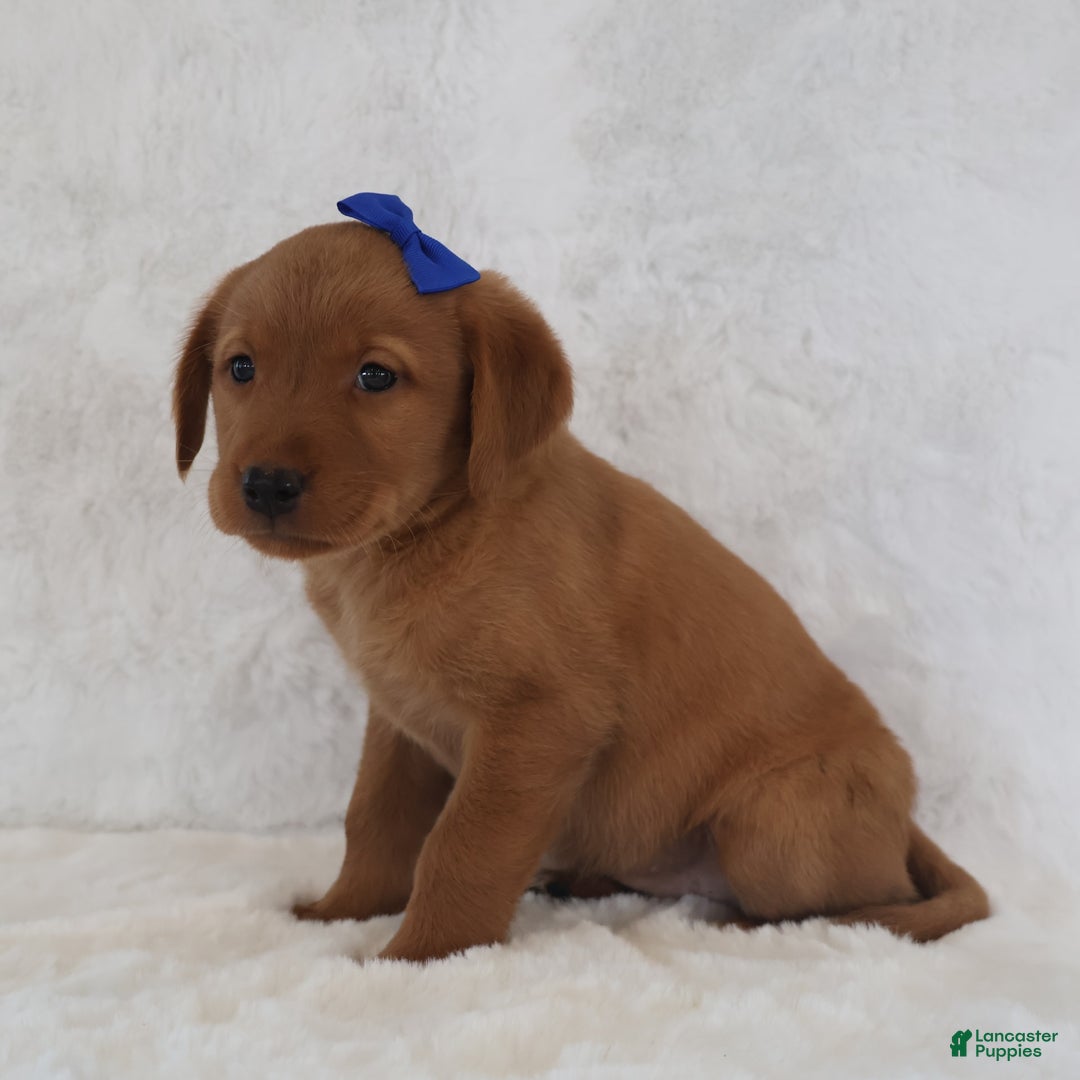 Labrador Retriever dogs for sale: Labrador Retriever 6 puppies - Image 2