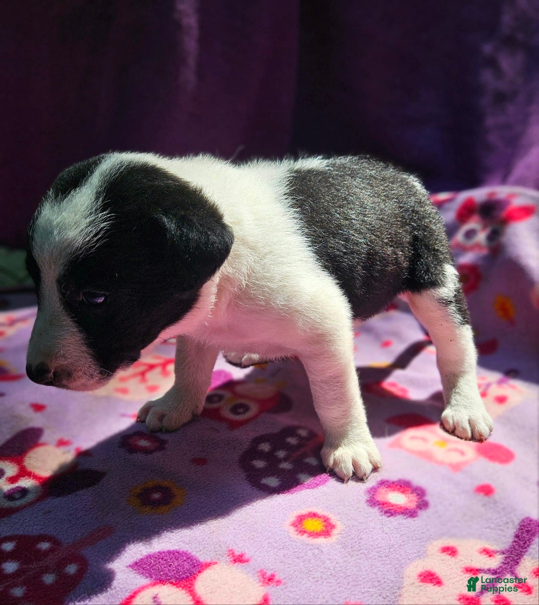 Border Collie dogs for sale: Dolly - Image 15