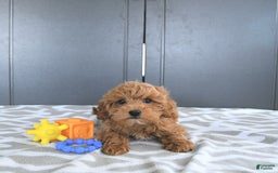 Mini Goldendoodle dogs for sale: Milo - Image 6