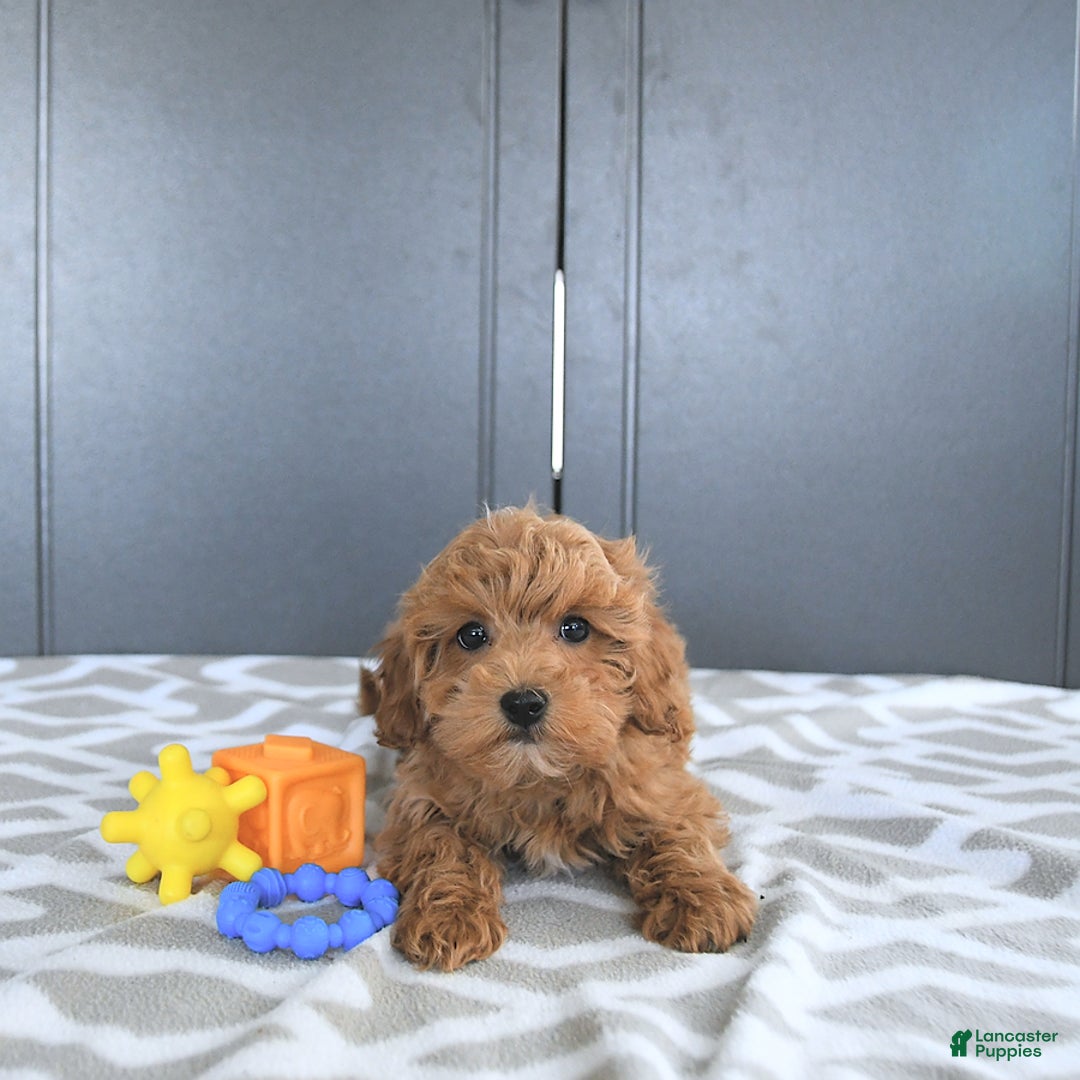 Mini Goldendoodle dogs for sale: Milo - Image 6