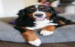 Bernedoodle dogs for sale: Candy - Image 2