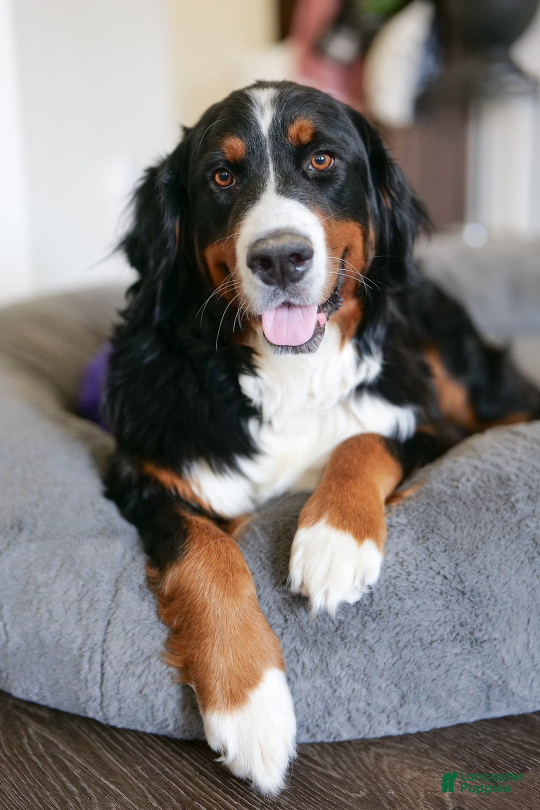 Bernedoodle dogs for sale: Candy - Image 2