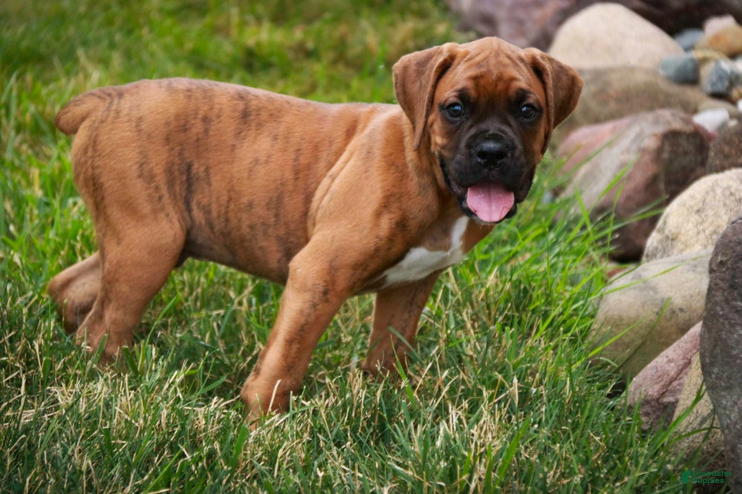 Boxer dogs for sale: Crew - Image 3