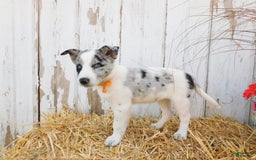 Australian Cattle Dog dogs for sale: Australian Cattle Dog 8 puppies - Image 5