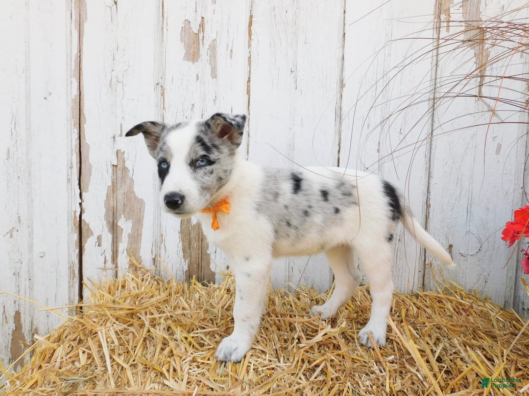 Australian Cattle Dog dogs for sale: Australian Cattle Dog 8 puppies - Image 5