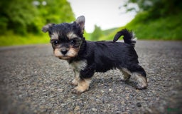 Morkie dogs for sale: Cream Point Ladybug - Image 27