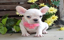French Bulldog dogs for sale: Fargo - Image 6