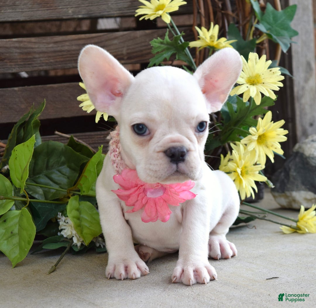 French Bulldog dogs for sale: Fargo - Image 6