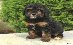 Miniature Poodle dogs for sale: Loura - Image 12