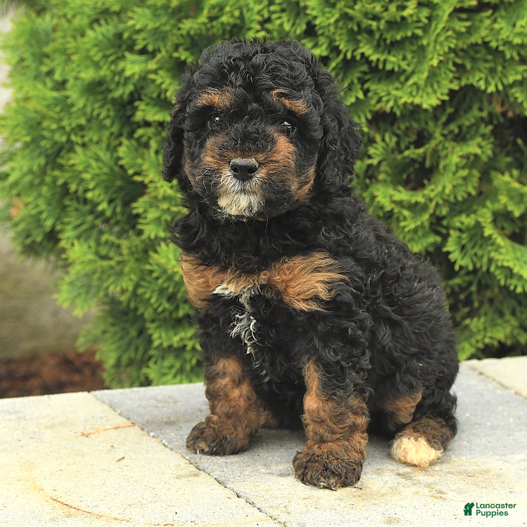 Miniature Poodle dogs for sale: Loura - Image 12