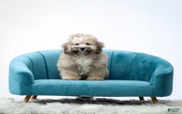 Miniature Poodle dogs for sale: Roscoe - Image 6