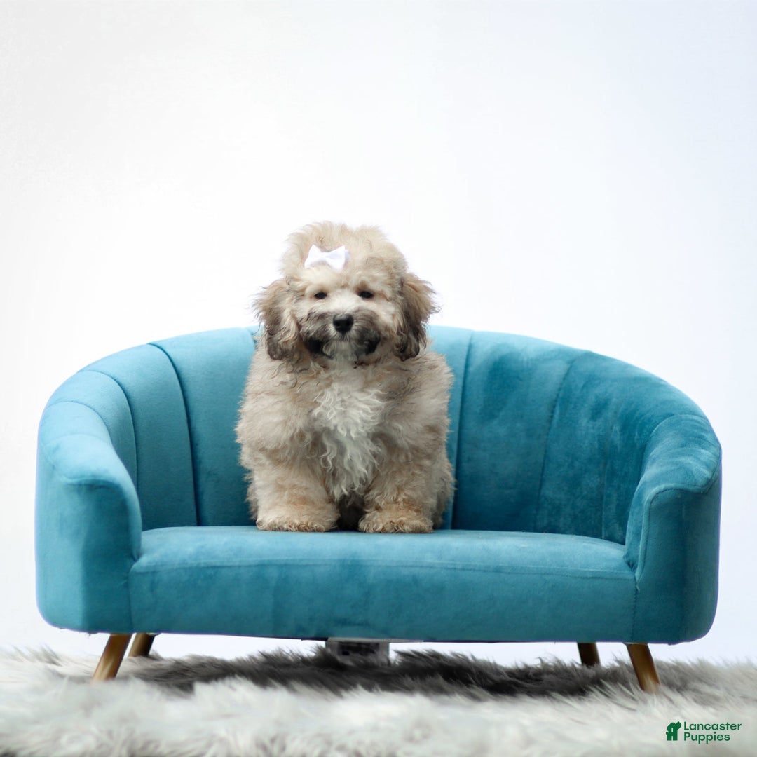 Miniature Poodle dogs for sale: Roscoe - Image 6