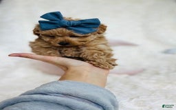 Toy Poodle dogs for sale: Pecan - Image 3