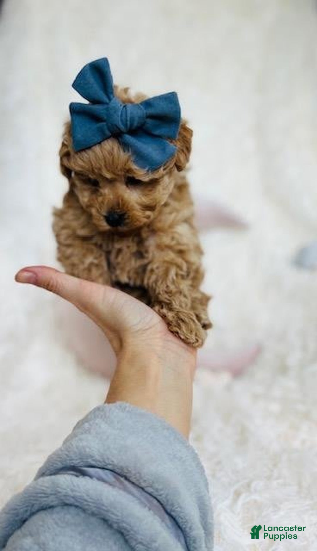 Toy Poodle dogs for sale: Pecan - Image 3
