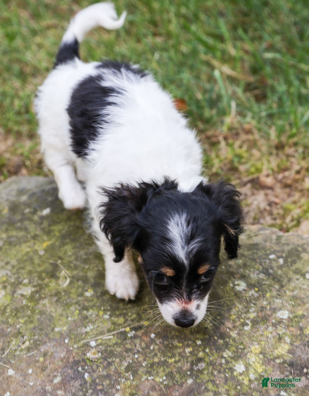 Chihuahua dogs for sale: Nova - Image 2