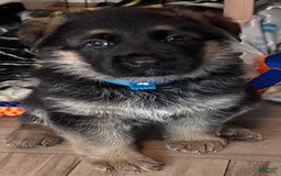 German Shepherd dogs for sale: Rolfe - Image 2