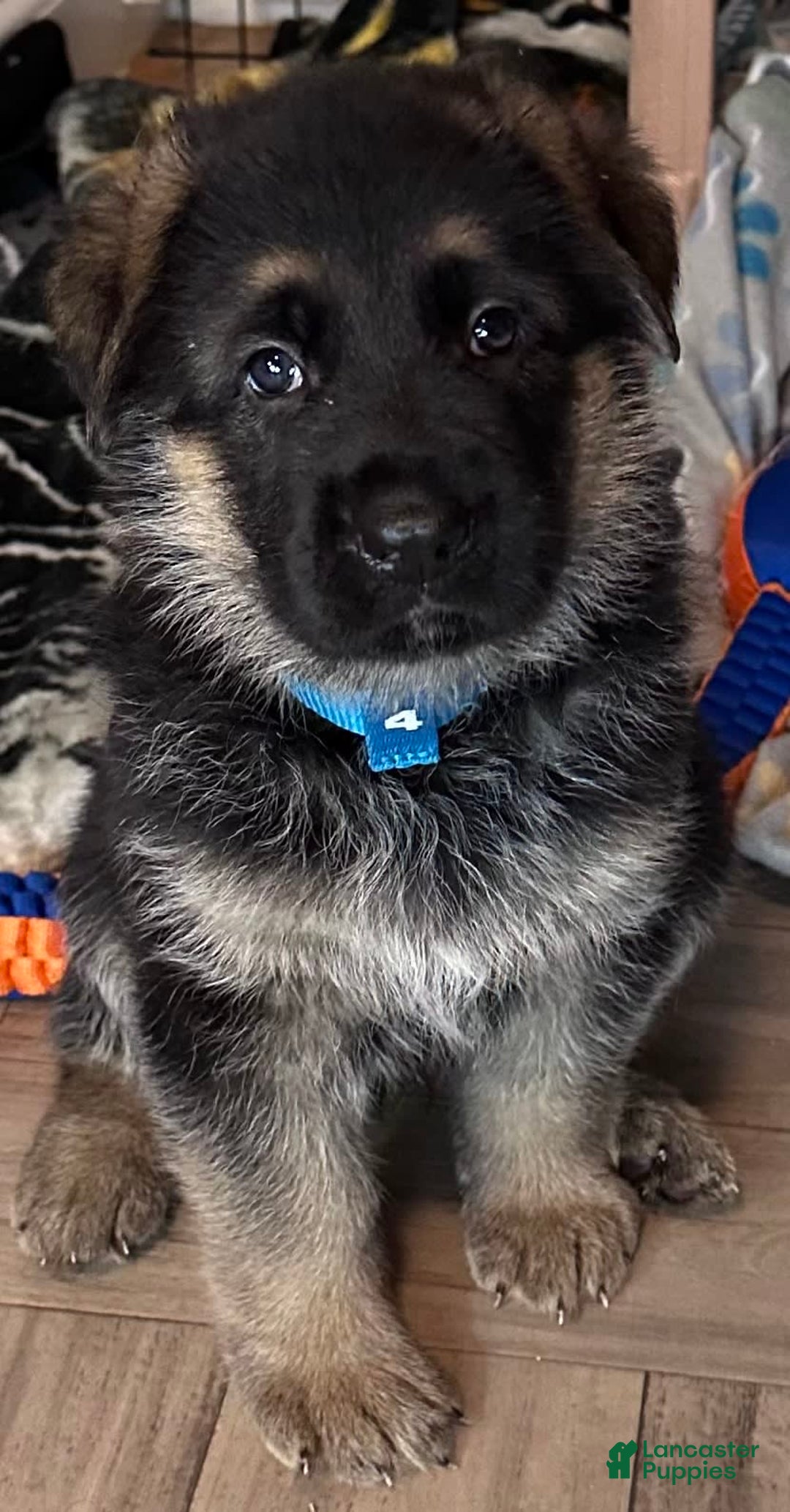 German Shepherd dogs for sale: Rolfe - Image 2