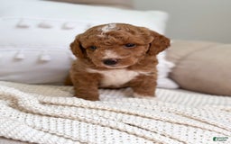 Mini Goldendoodle dogs for sale: Reef - Image 4