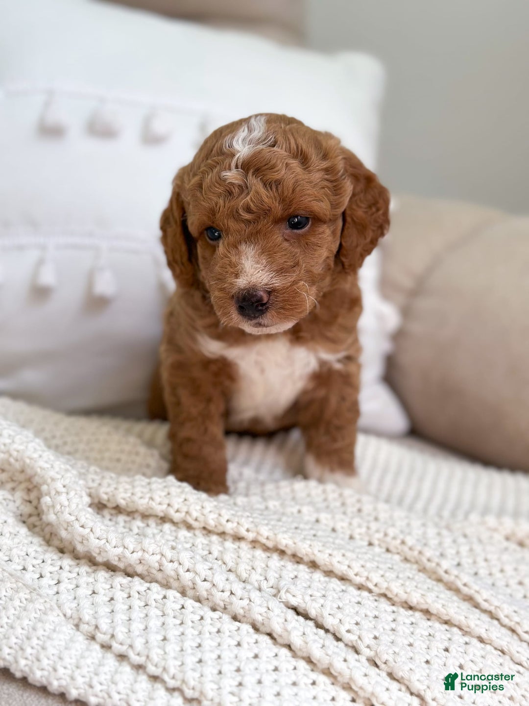 Mini Goldendoodle dogs for sale: Reef - Image 4