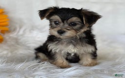 Morkie dogs for sale: LAYNE - Image 11