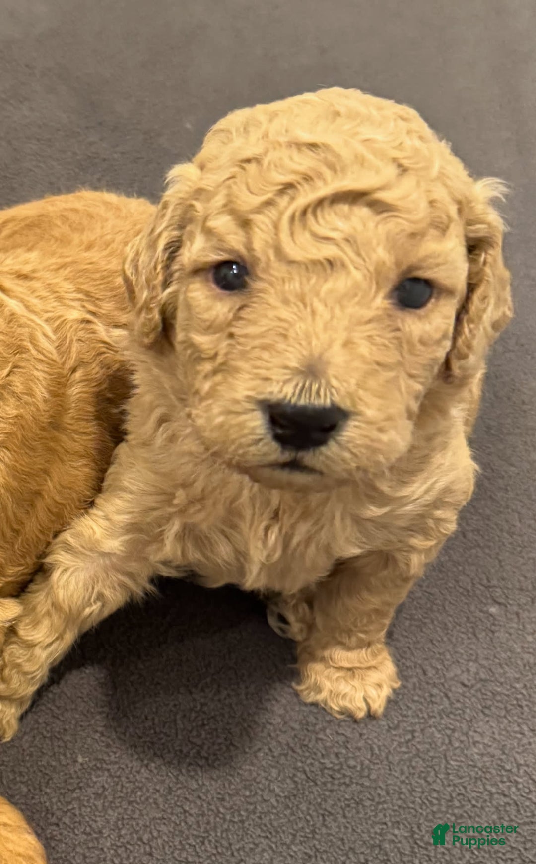 Goldendoodle dogs for sale: Gucci - Image 2