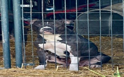 American Bully dogs for sale: Brookie - Image 9