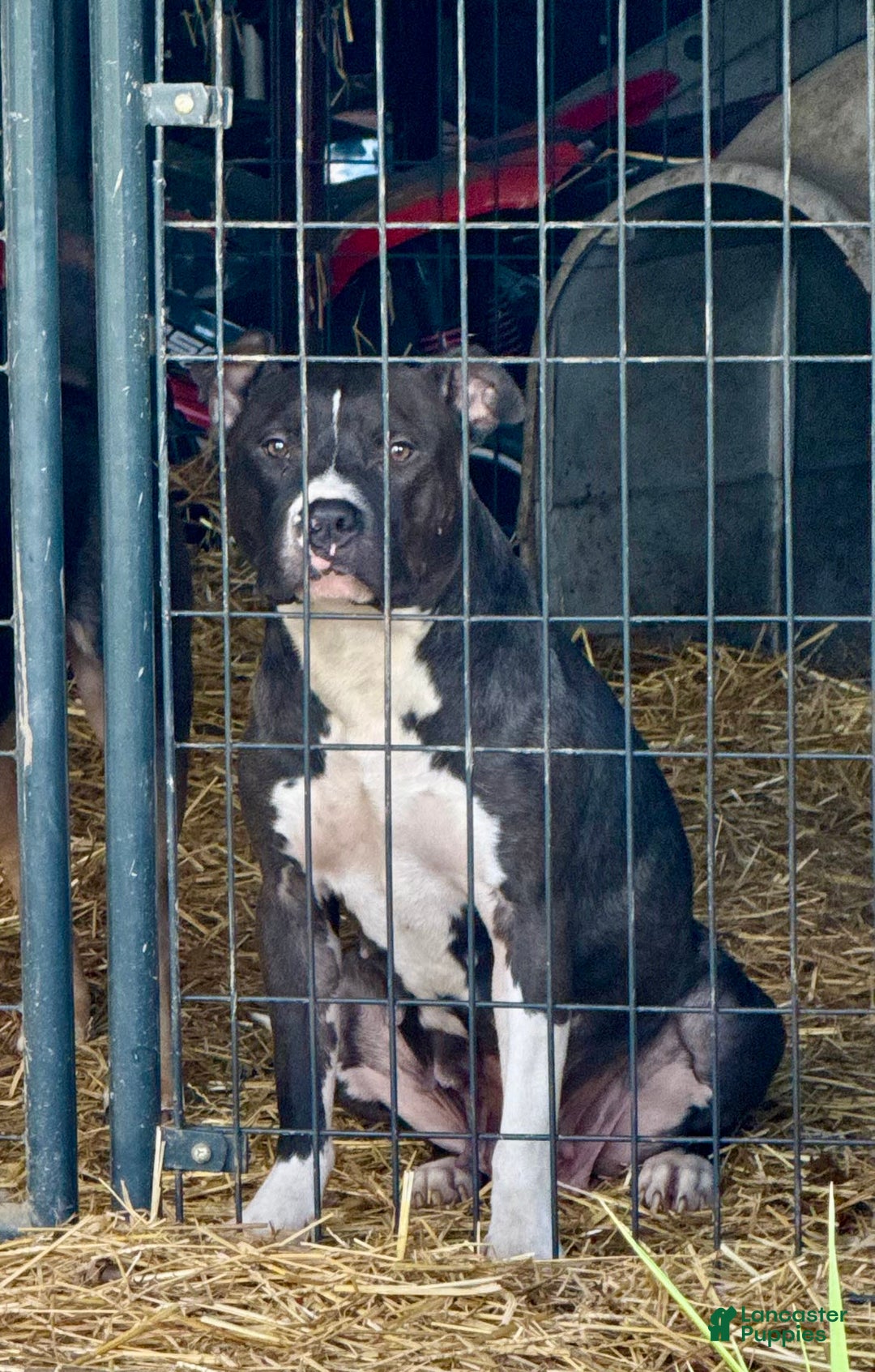American Bully dogs for sale: Brookie - Image 9